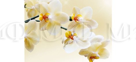 Фотопечать Лео орхидея