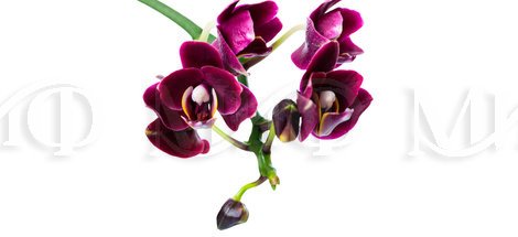 Фотопечать Орхидея 1