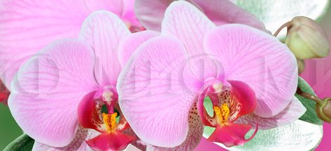 Фотопечать Орхидея 2
