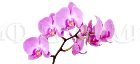 Фотопечать Орхидея фиолетовая