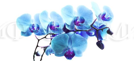 Фотопечать Орхидея синяя