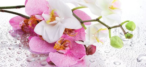 Фотопечать Орхидея сиреневая